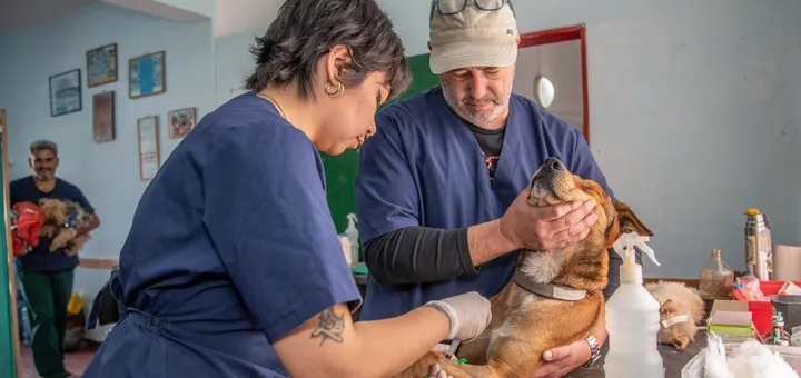 Equipo veterinario atendiendo a un perro